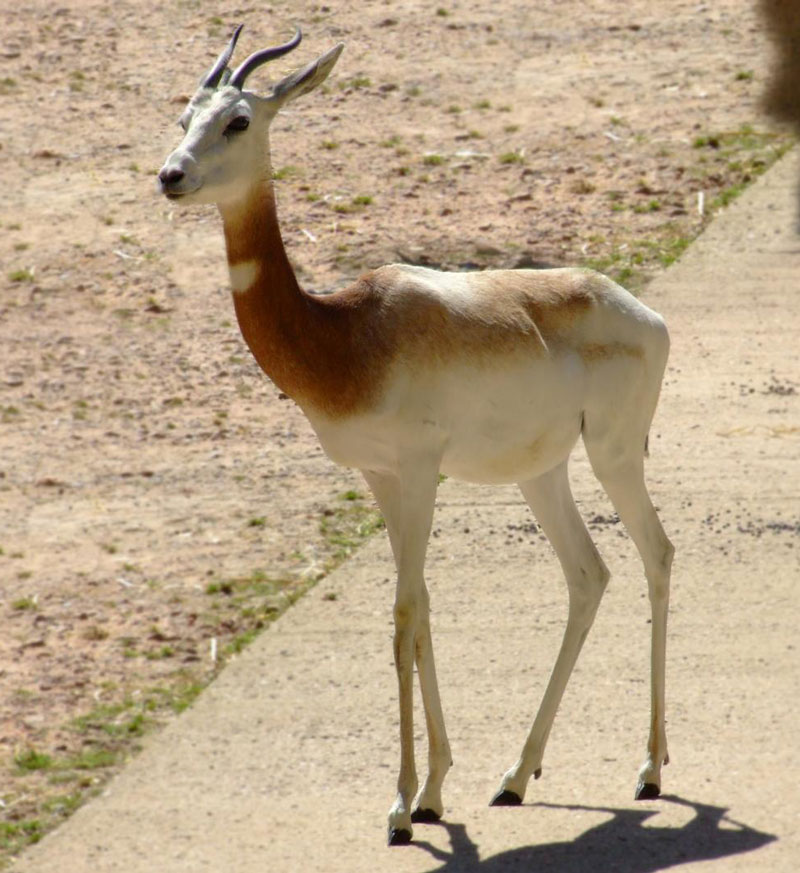 A Dama Gazelle