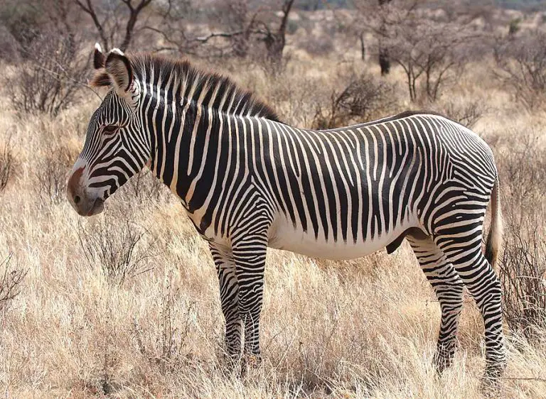 Grevy's Zebra or Imperial Zebra