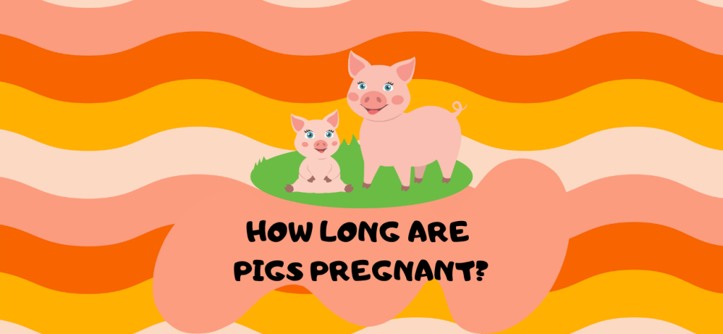 How long are pigs pregnant
