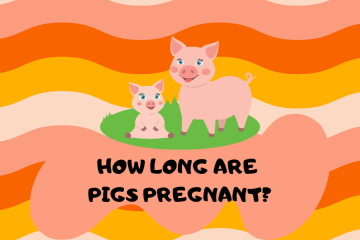How long are pigs pregnant