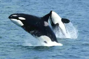 Killer whales jumping out of the water