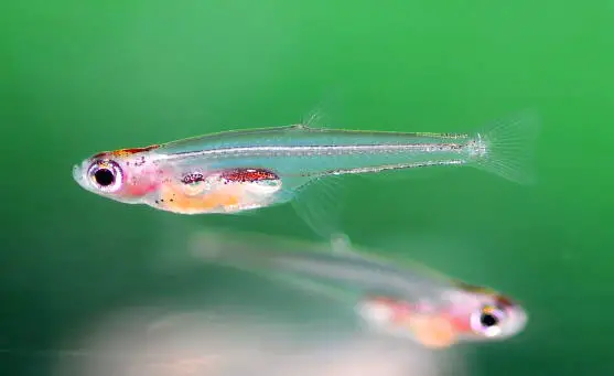 The world's smallest fish the Paedocypris Progenetica