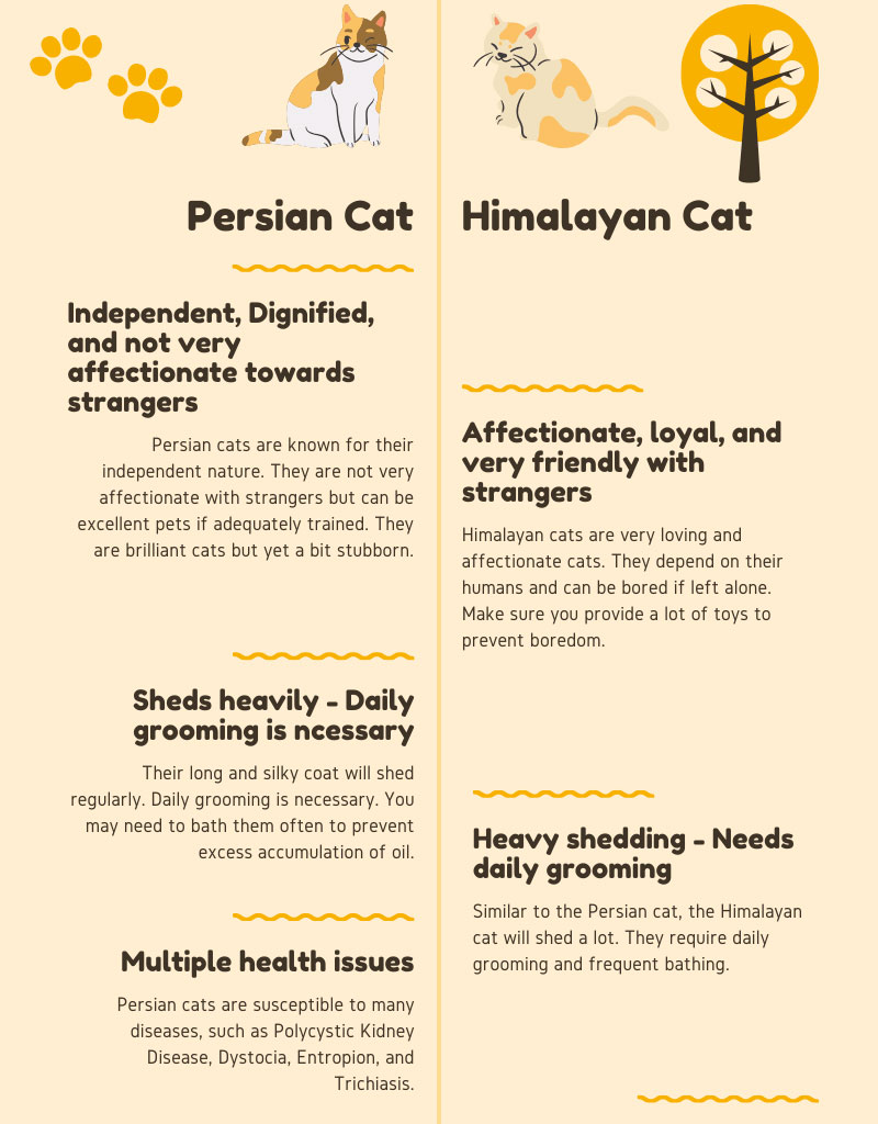 Persian Cat vs Himalayan Cat Chart