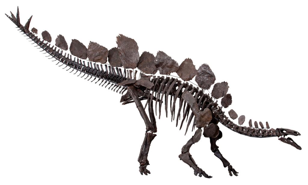 A pieced together skeleton of a Stegosaurus dinosaur