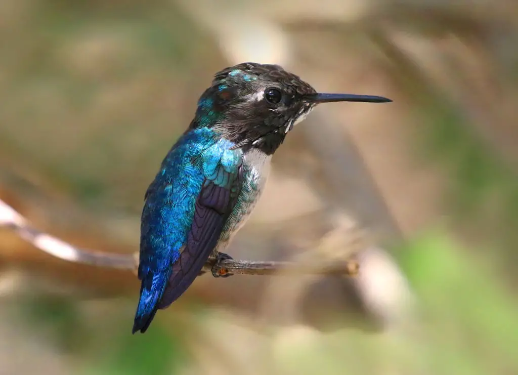 The Bee Hummingbird is the smallest bird in the world