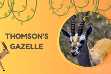 Thomson's Gazelle