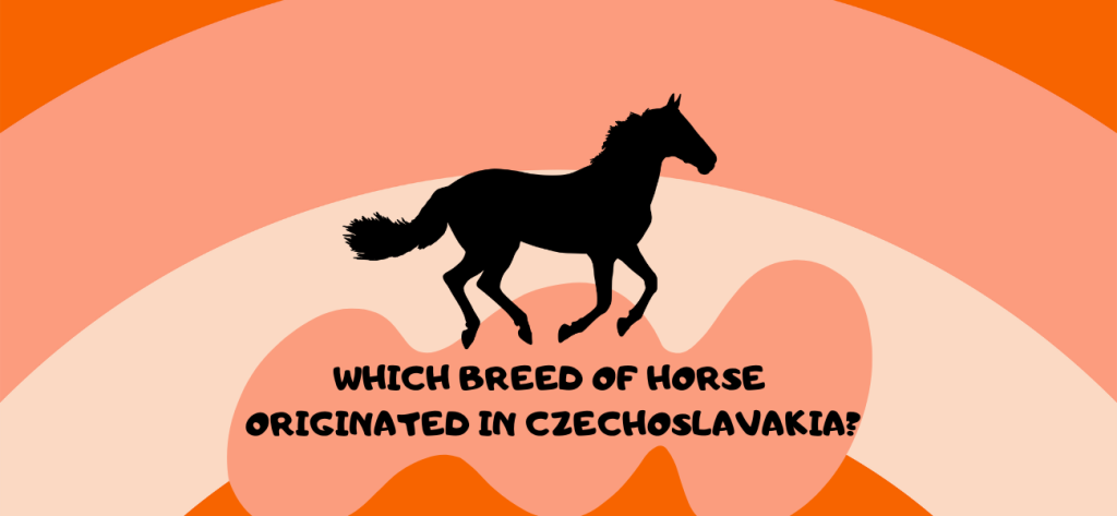 Which Breed of Horse Originated in Czechoslavakia