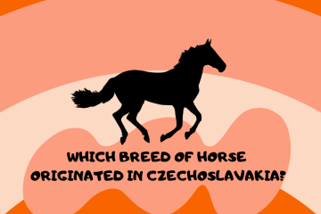 Which Breed of Horse Originated in Czechoslavakia