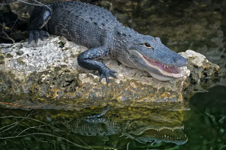 American Alligator on a rock