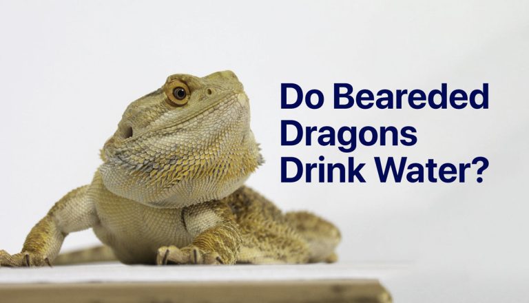 Bearded Dragon with the words Do Bearded Dragons Drink Water?