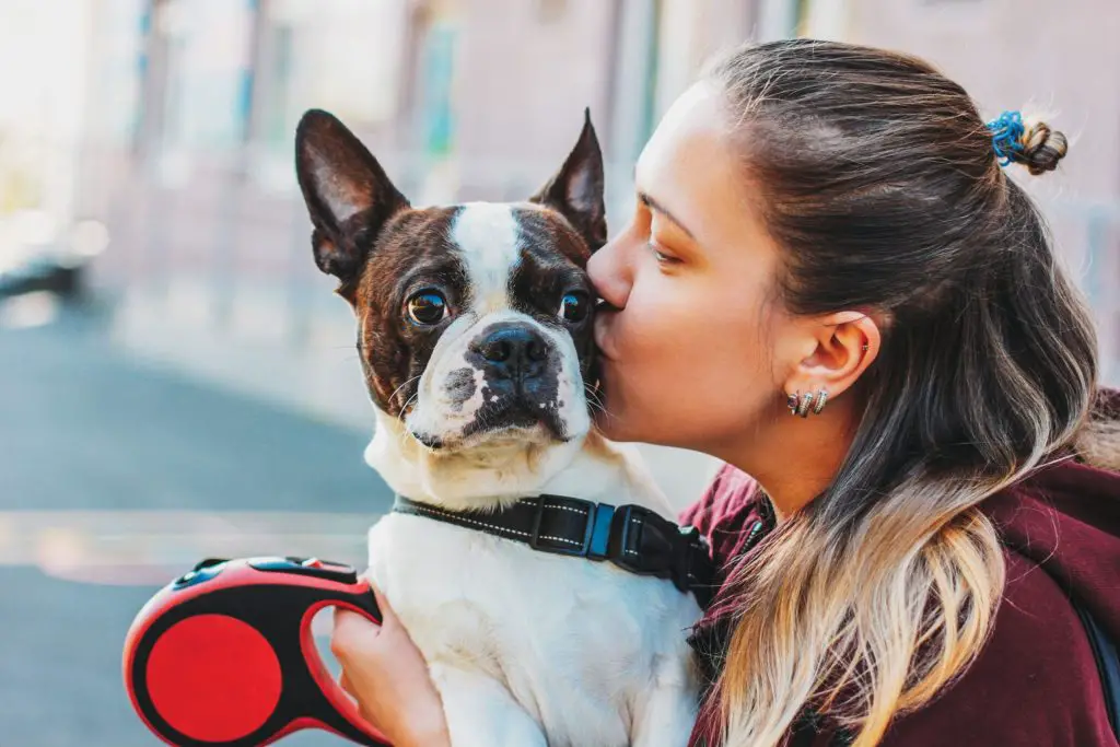 Woman kissing her Boston Terrier Dog