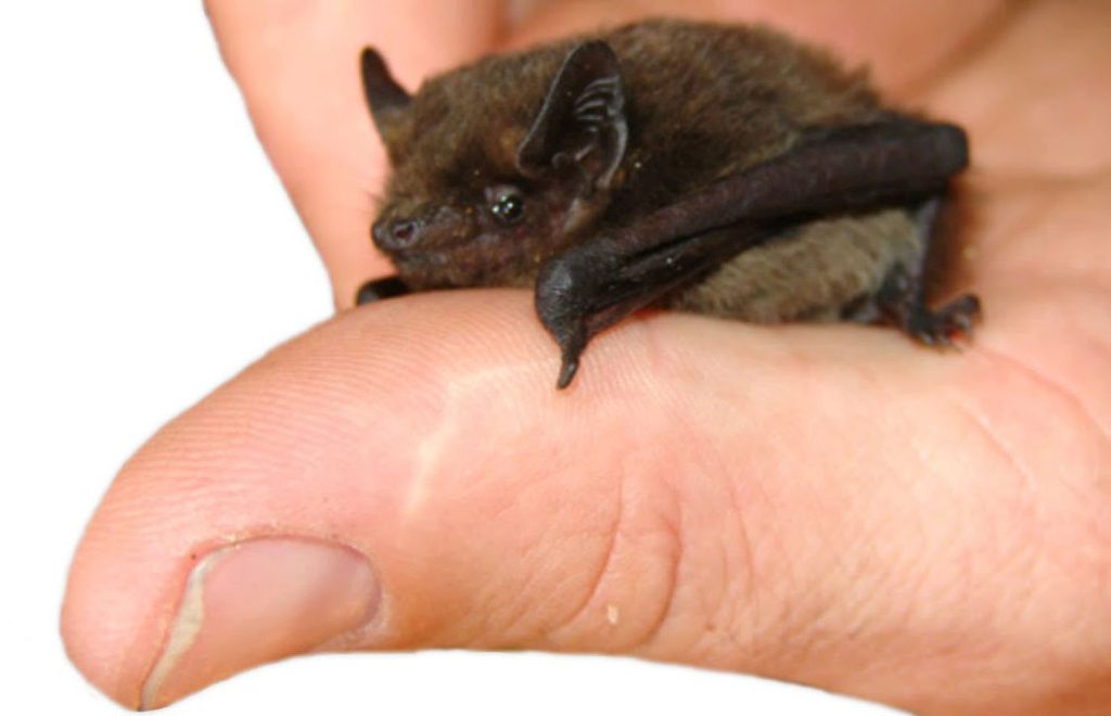 The Bumblebee Bat also known as the Kitti's hog-nosed bat is the smallest mammal in the world