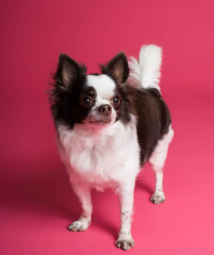 A brown and white long haired chihuahua on a pink background