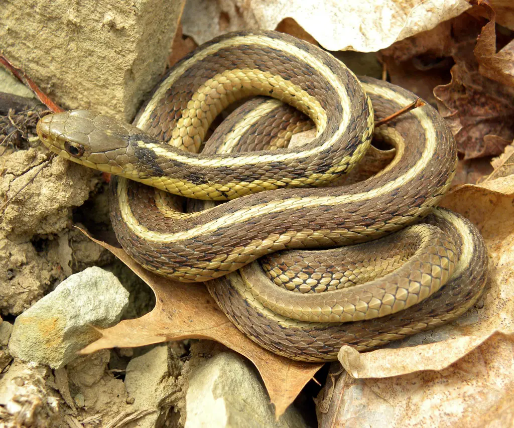 The common garter snake