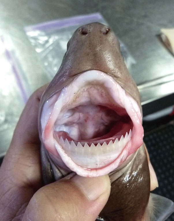 A Cookiecutter shark with its mouth open