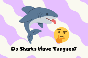 do sharks have tongues