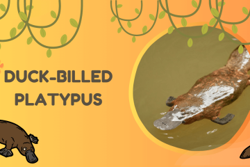 duck-billed platypus