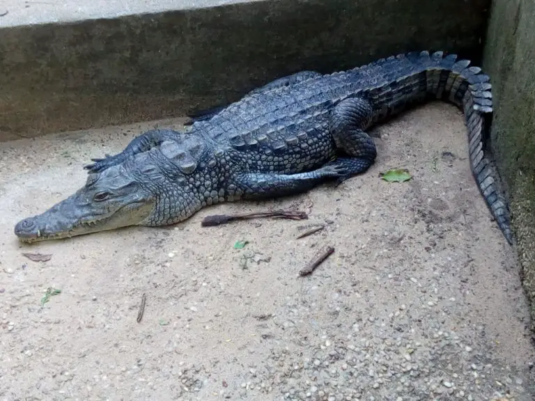 An African Dwarf Crocodile at the zoo