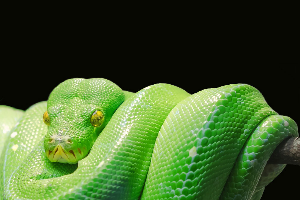 A green snake curled up on a branch