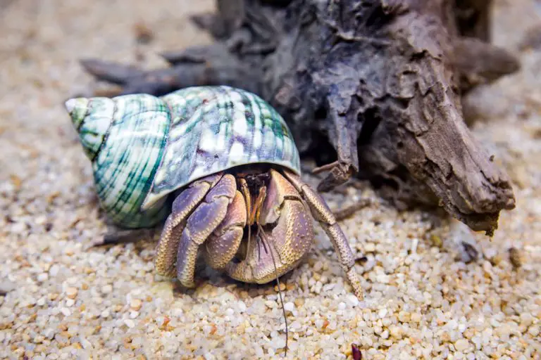 Hermit crab in his shell in an aquarium habitat