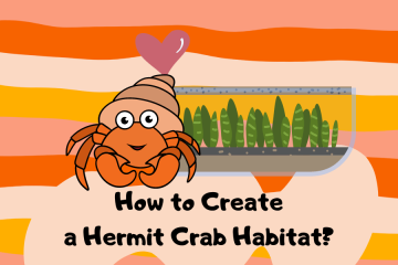 hermit crab habitat
