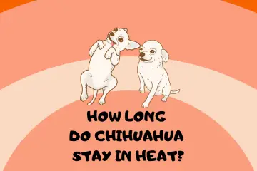 how long do chihuahua stay in heat