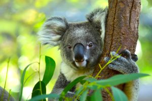 A koala holding onto a tree