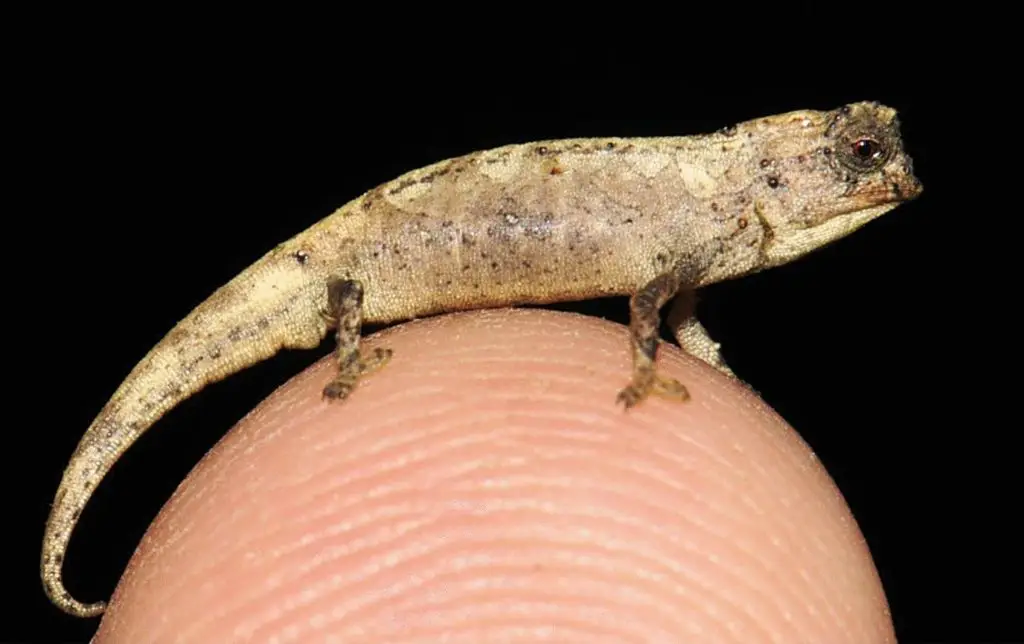 A Brookesia Nana on the tip of a finger