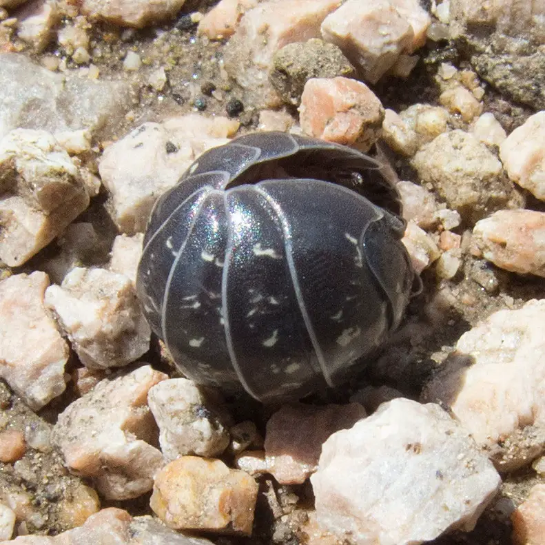 Rolly Pollies roll into a ball for either protection or to reduce water loss
