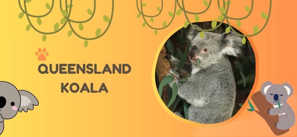 queensland koala