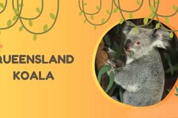 queensland koala