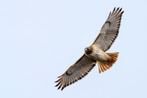 A red tailed hawk flying in the air