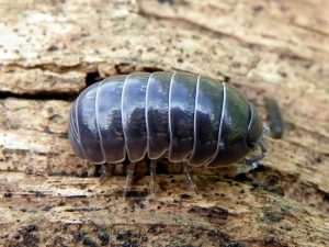 A rolly polly or pill bug walking along a wood log