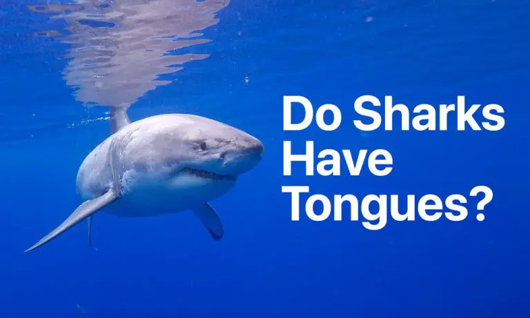 Do sharks have tongues?