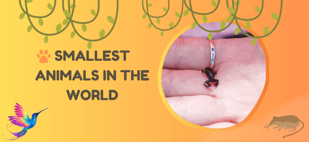 smallest animal in the world