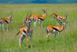 A herd of Thompson's Gazelles in a field of grass
