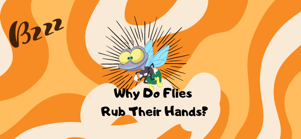why do flies rub their hands together