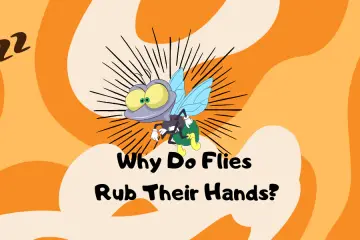 why do flies rub their hands together