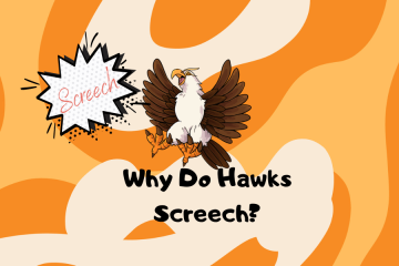 screeching hawk