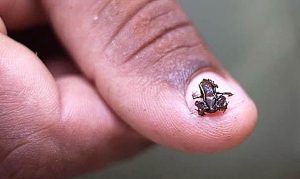 The smallest animal in the world is the Paedophryne Amauensis frog