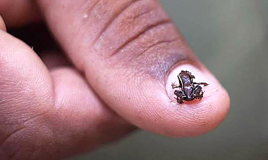 What is the smallest animal in the world?