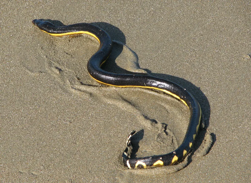 The yellow bellied sea snake slithering on the beach