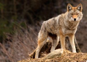 An Adult coyote standing Up