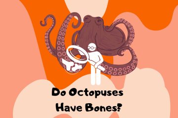 do octopus have bones