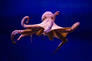 An octopus in the water with his eight arms stretched out