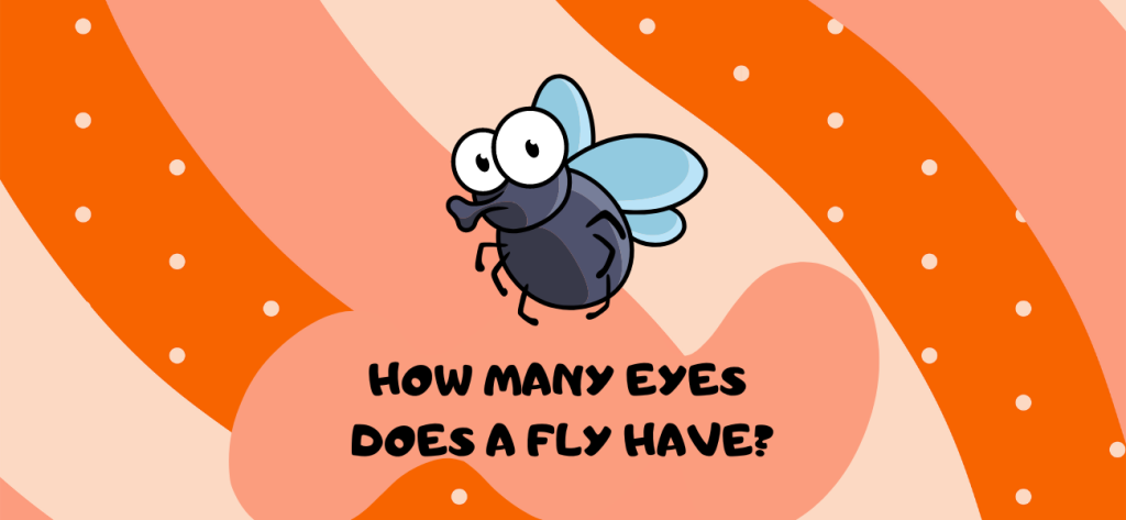 How Many Eyes Does a Fly Have
