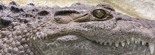 are lizards alligator