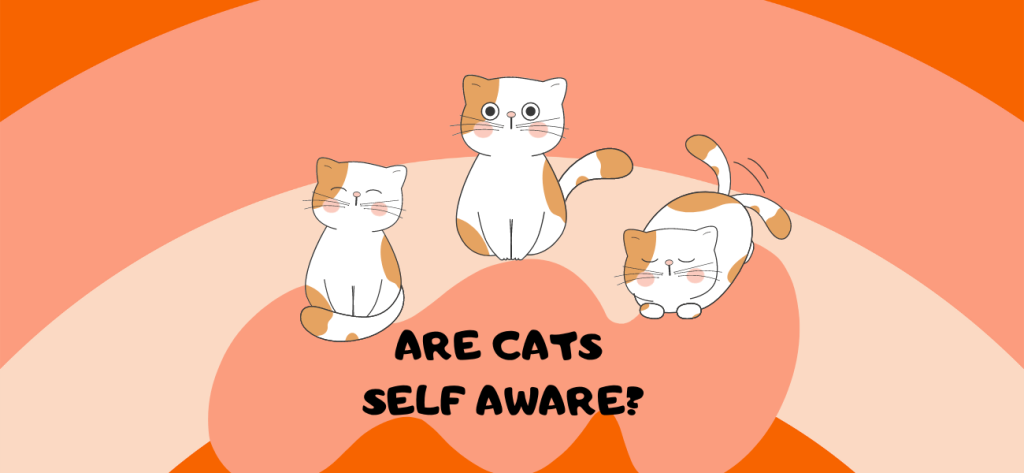 are cats self aware
