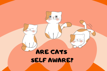 are cats self aware