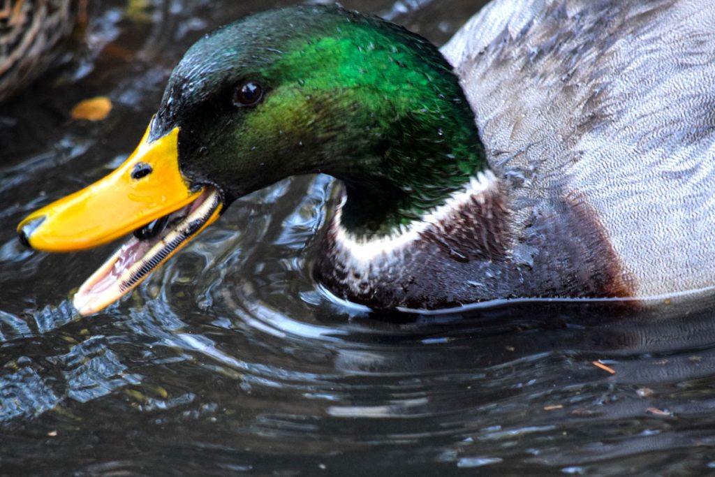 A duck with its beak open showing its ridge like "teeth"